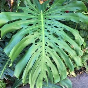 Meet your Posher, Tina